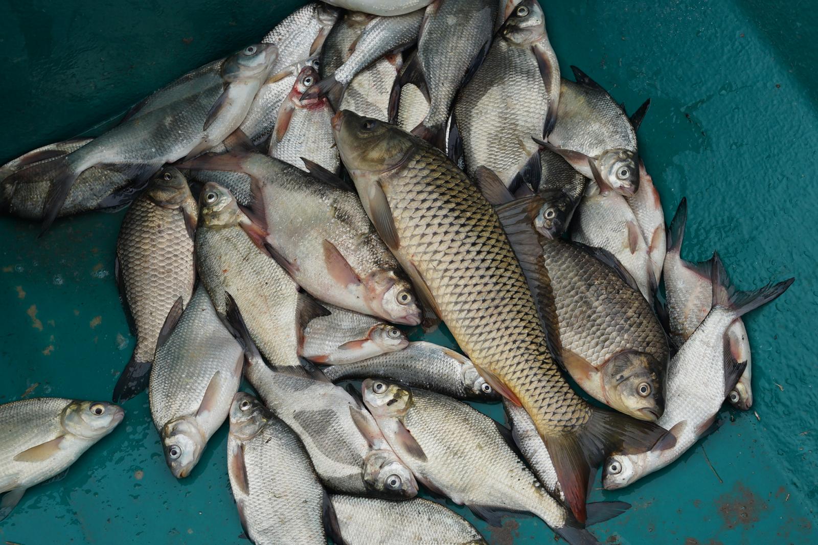 Какая рыба в астрахани в апреле. Рыбы Астраханской области. Рыба Бора Астрахань. Рыба обитающая в Астрахани. Хищная рыба в Астрахани.